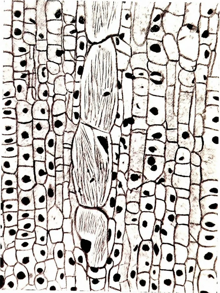 An illustration from Methods in microscopial research; vegetable histology, 1905, leaf 214