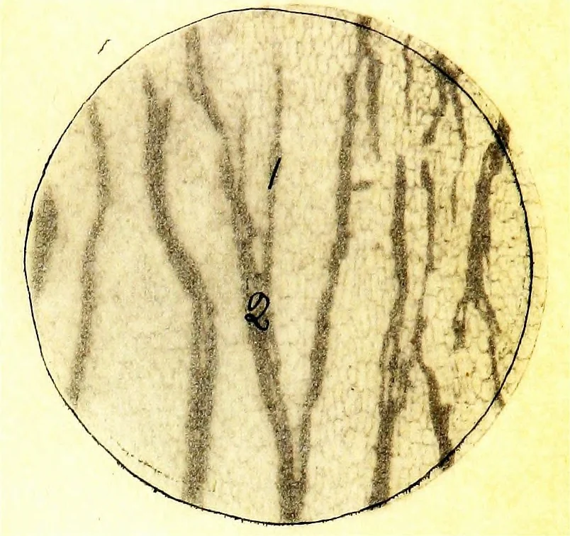 An illustration from Methods in microscopial research; vegetable histology, 1905, leaf 218