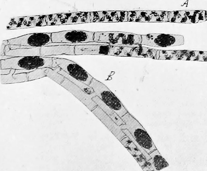 An illustration from Methods in microscopial research; vegetable histology, 1905, leaf 22
