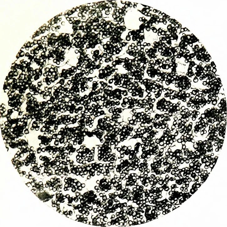 An illustration from Methods in microscopial research; vegetable histology, 1905, leaf 220