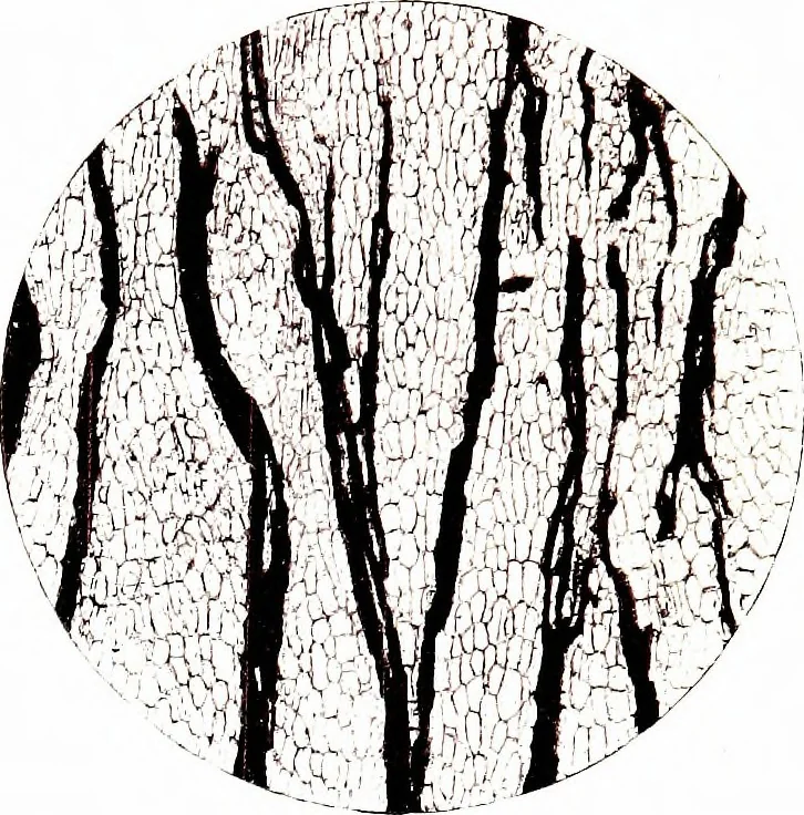 An illustration from Methods in microscopial research; vegetable histology, 1905, leaf 220