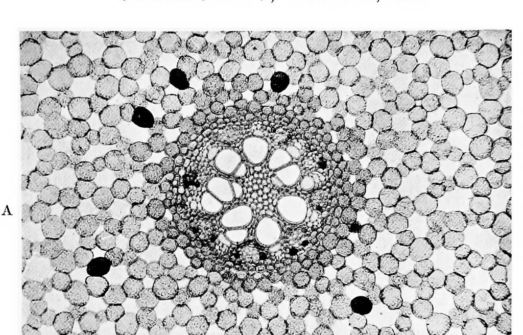 An illustration from Methods in microscopial research; vegetable histology, 1905, leaf 26