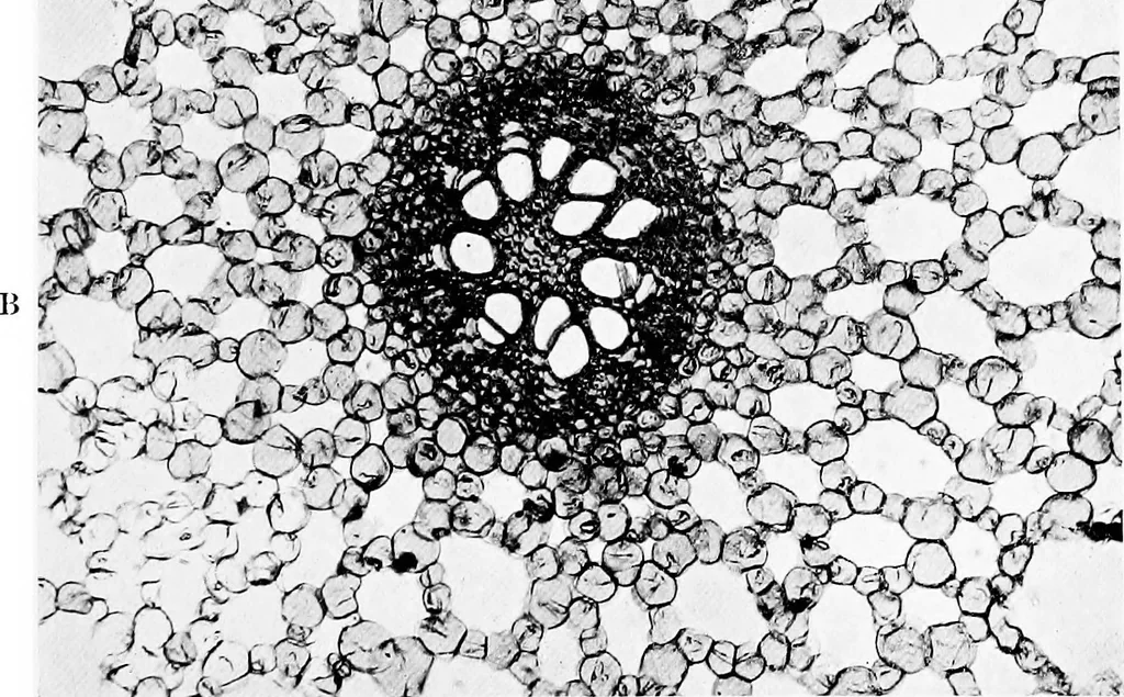 An illustration from Methods in microscopial research; vegetable histology, 1905, leaf 26