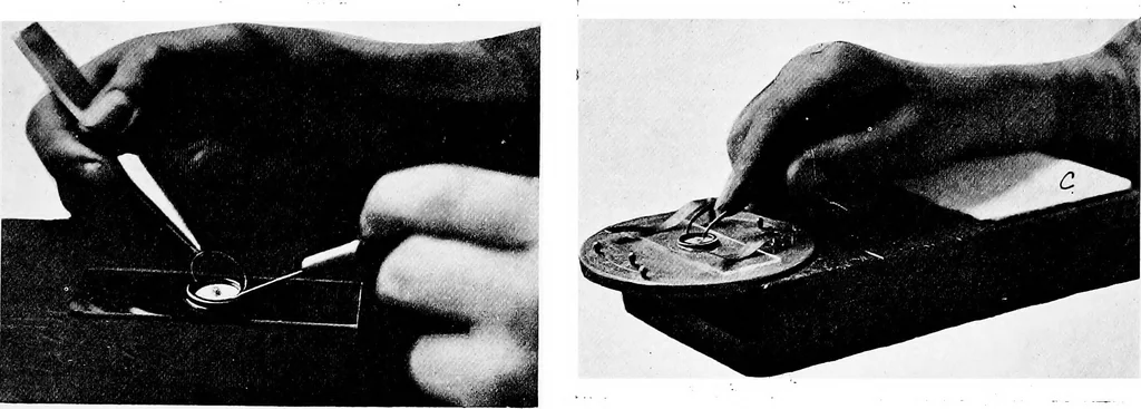 An illustration from Methods in microscopial research; vegetable histology, 1905, leaf 48
