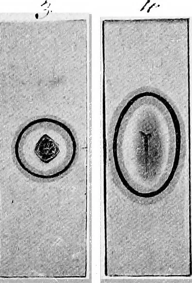 An illustration from Methods in microscopial research; vegetable histology, 1905, leaf 51
