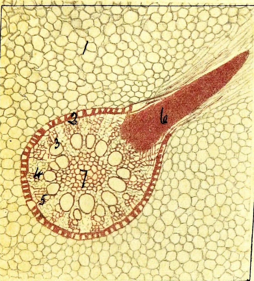 An illustration from Methods in microscopial research; vegetable histology, 1905, leaf 86
