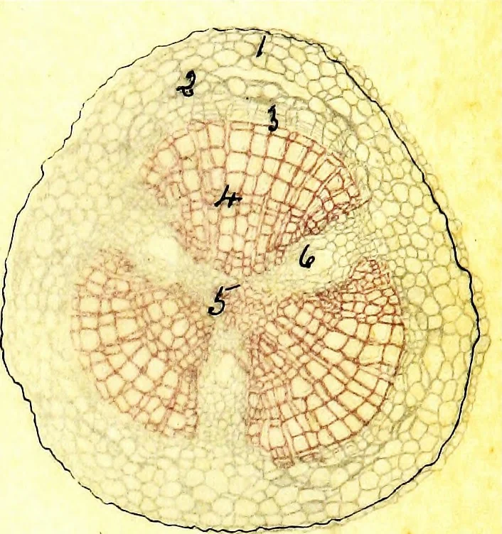 An illustration from Methods in microscopial research; vegetable histology, 1905, leaf 86