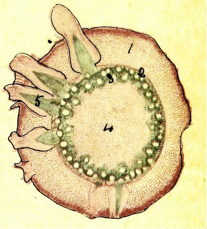 An illustration from Methods in microscopial research; vegetable histology, 1905, leaf 86
