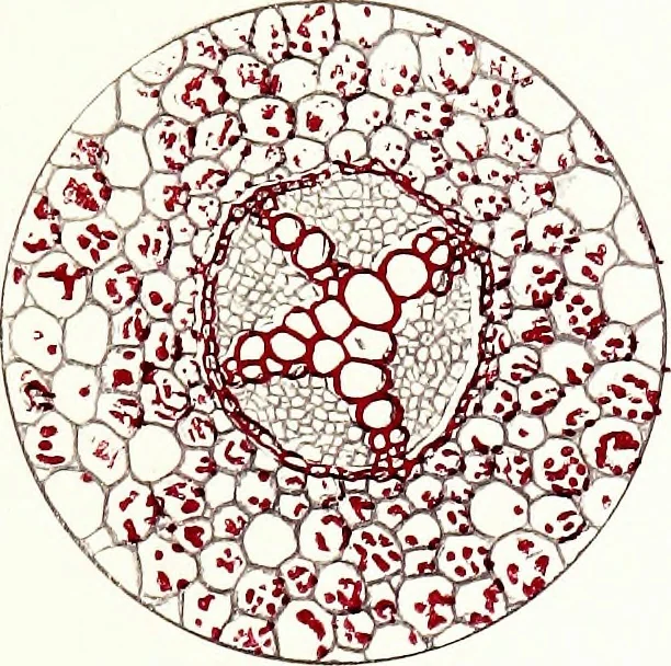 An illustration from Methods in microscopial research; vegetable histology, 1905, leaf 88
