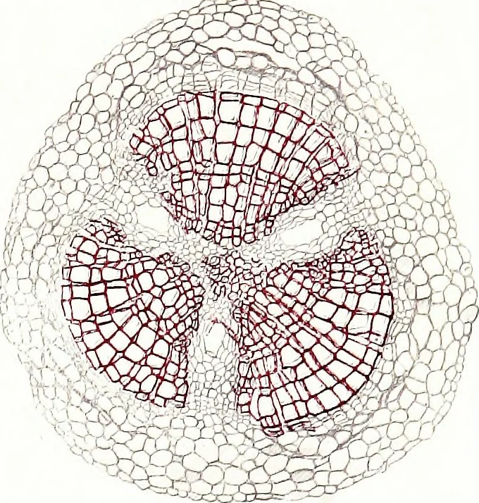 An illustration from Methods in microscopial research; vegetable histology, 1905, leaf 88