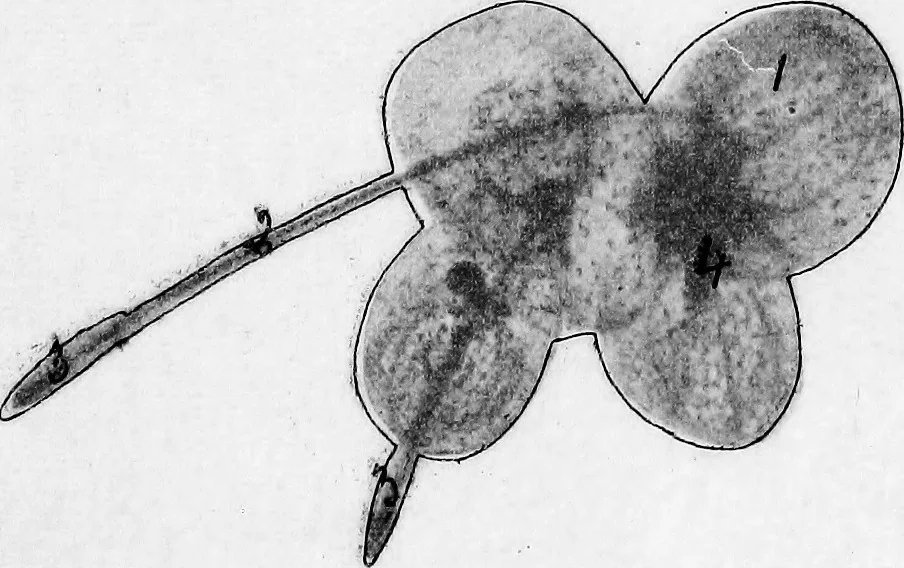 An illustration from Methods in microscopial research; vegetable histology, 1905, leaf 92