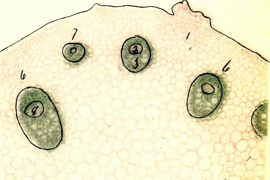 An illustration from Methods in microscopial research; vegetable histology, 1905, leaf 98