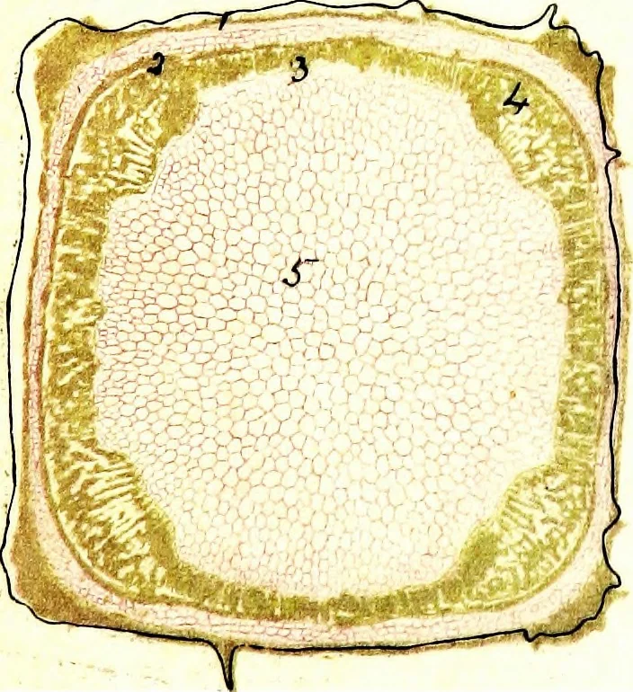 An illustration from Methods in microscopial research; vegetable histology, 1905, leaf 98