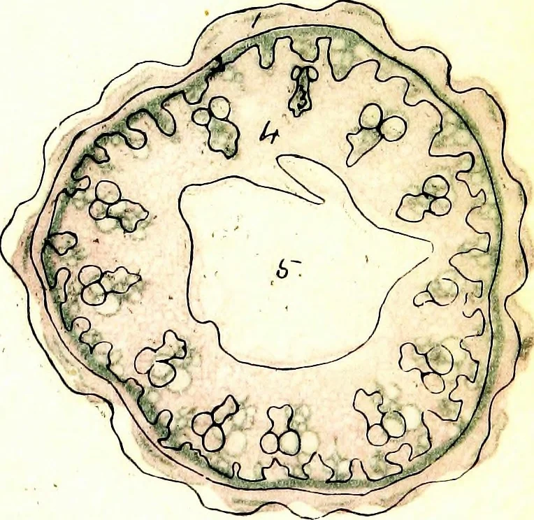 An illustration from Methods in microscopial research; vegetable histology, 1905, leaf 98