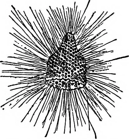An illustration from The microscope; a simple handbook, 1921, leaf 131