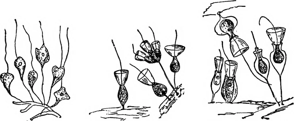 An illustration from The microscope; a simple handbook, 1921, leaf 132