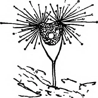 An illustration from The microscope; a simple handbook, 1921, leaf 134