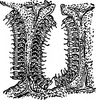 An illustration from The microscope; a simple handbook, 1921, leaf 135