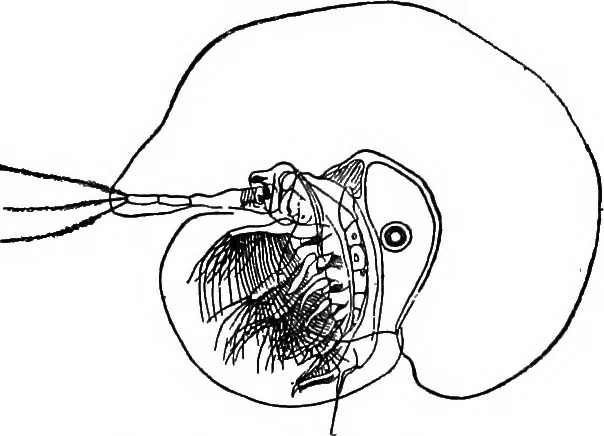 An illustration from The microscope; a simple handbook, 1921, leaf 136