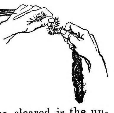 An illustration from The fibrous plants of India, fitted for cordage, clothing, and paper. With an account of the cultivation and preparation of flax, hemp, and their substitutes, 1855, leaf 234