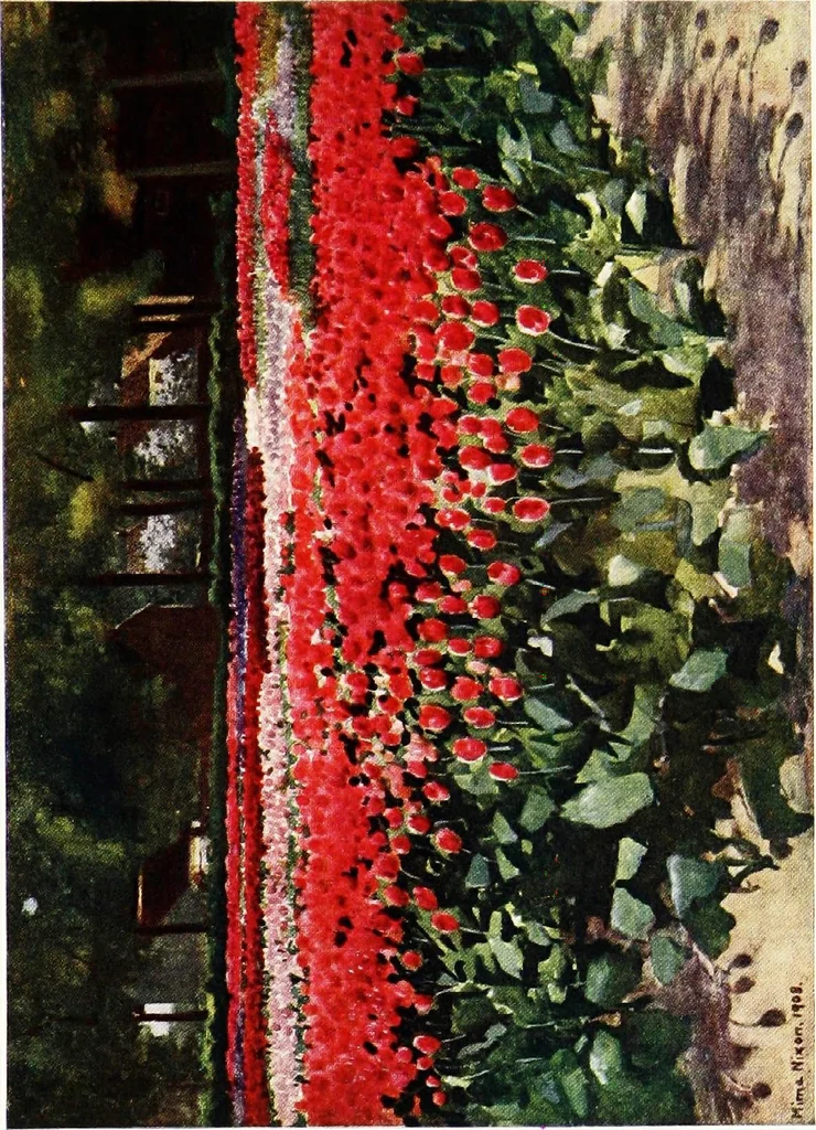 An illustration from Dutch bulbs and gardens, 1909, leaf 153