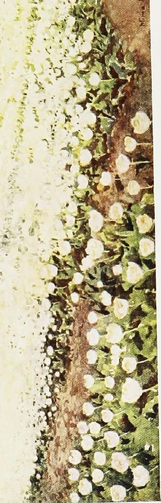 An illustration from Dutch bulbs and gardens, 1909, leaf 161