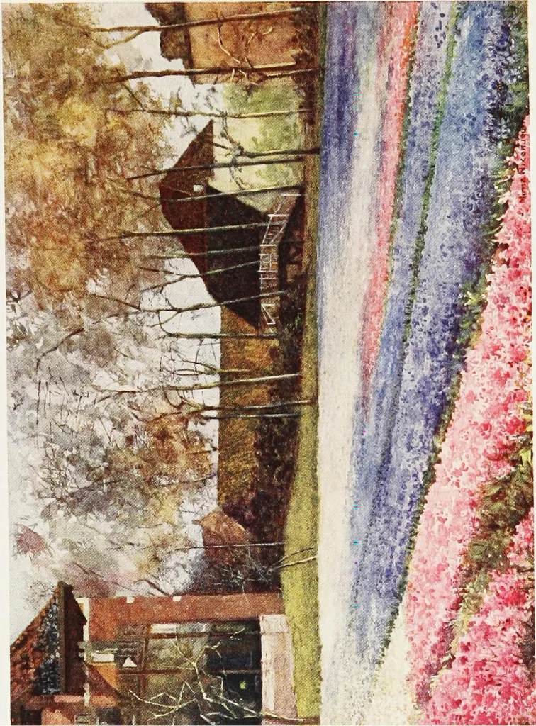 An illustration from Dutch bulbs and gardens, 1909, leaf 269