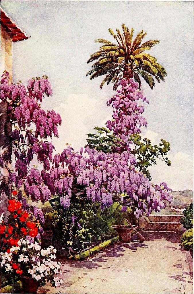 An illustration from The flowers and gardens of Madeira, 1909, leaf 151