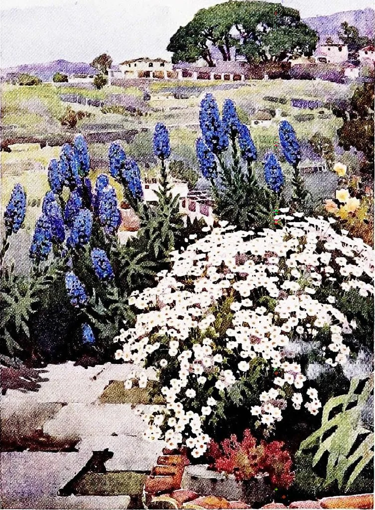 An illustration from The flowers and gardens of Madeira, 1909, leaf 191