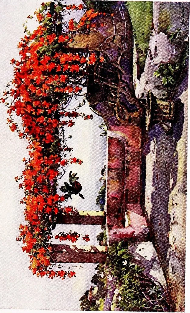 An illustration from The flowers and gardens of Madeira, 1909, leaf 205