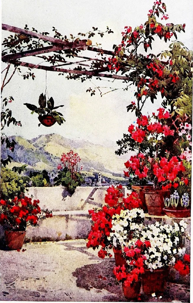 An illustration from The flowers and gardens of Madeira, 1909, leaf 41