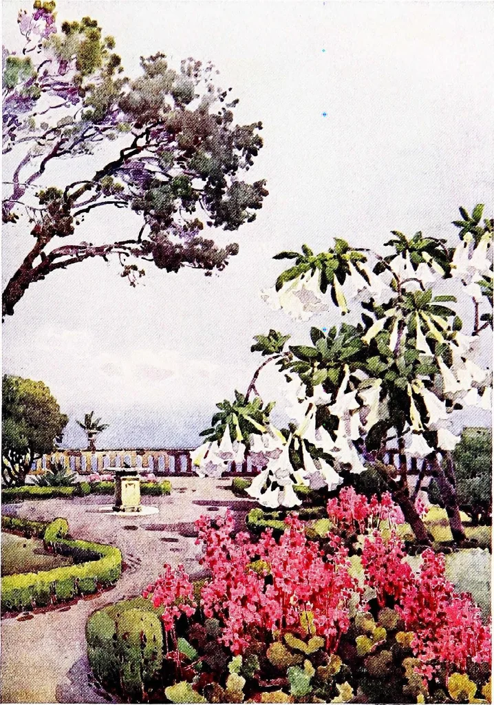An illustration from The flowers and gardens of Madeira, 1909, leaf 51