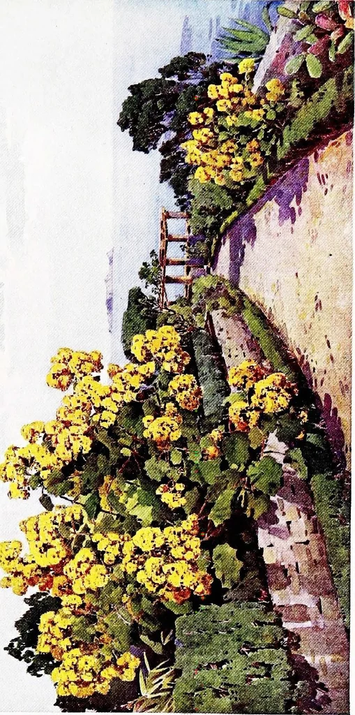 An illustration from The flowers and gardens of Madeira, 1909, leaf 57