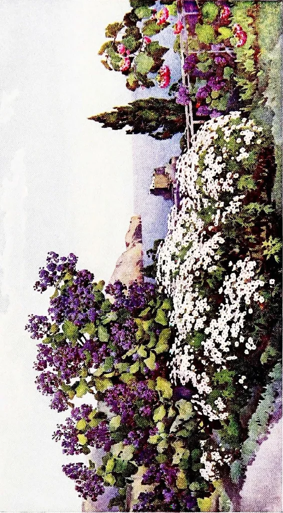 An illustration from The flowers and gardens of Madeira, 1909, leaf 63