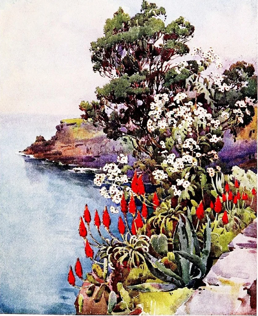 An illustration from The flowers and gardens of Madeira, 1909, leaf 77