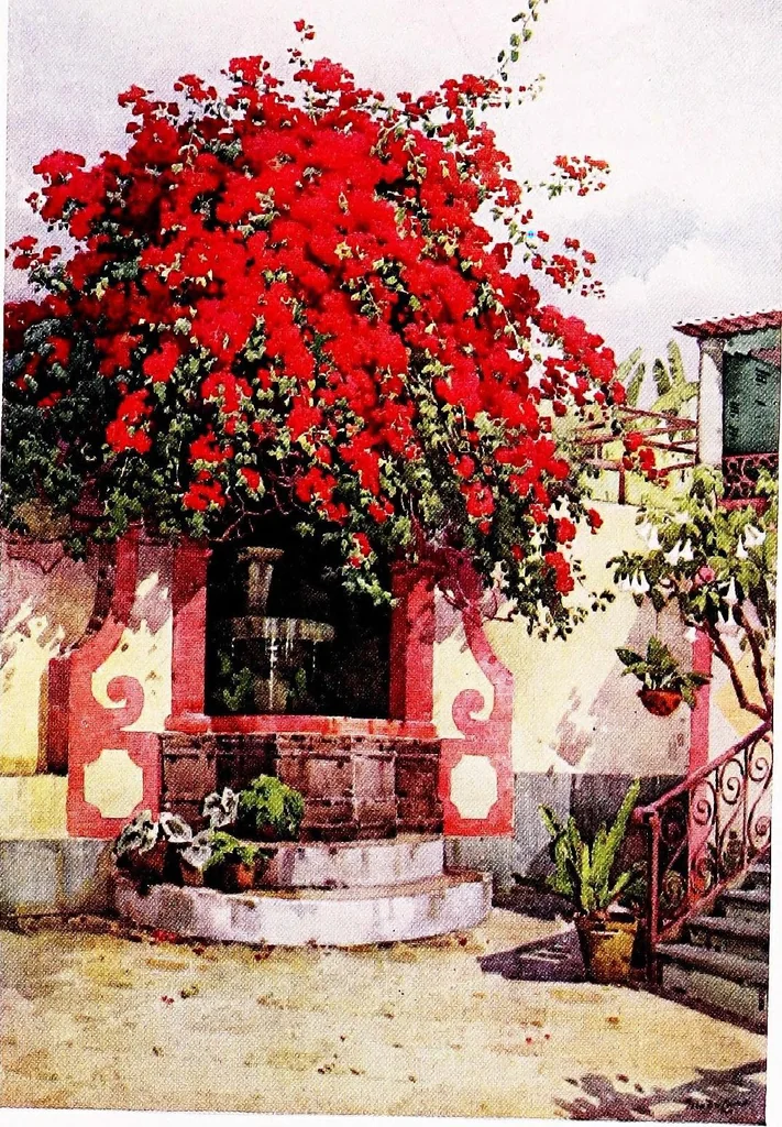 An illustration from The flowers and gardens of Madeira, 1909, leaf 91