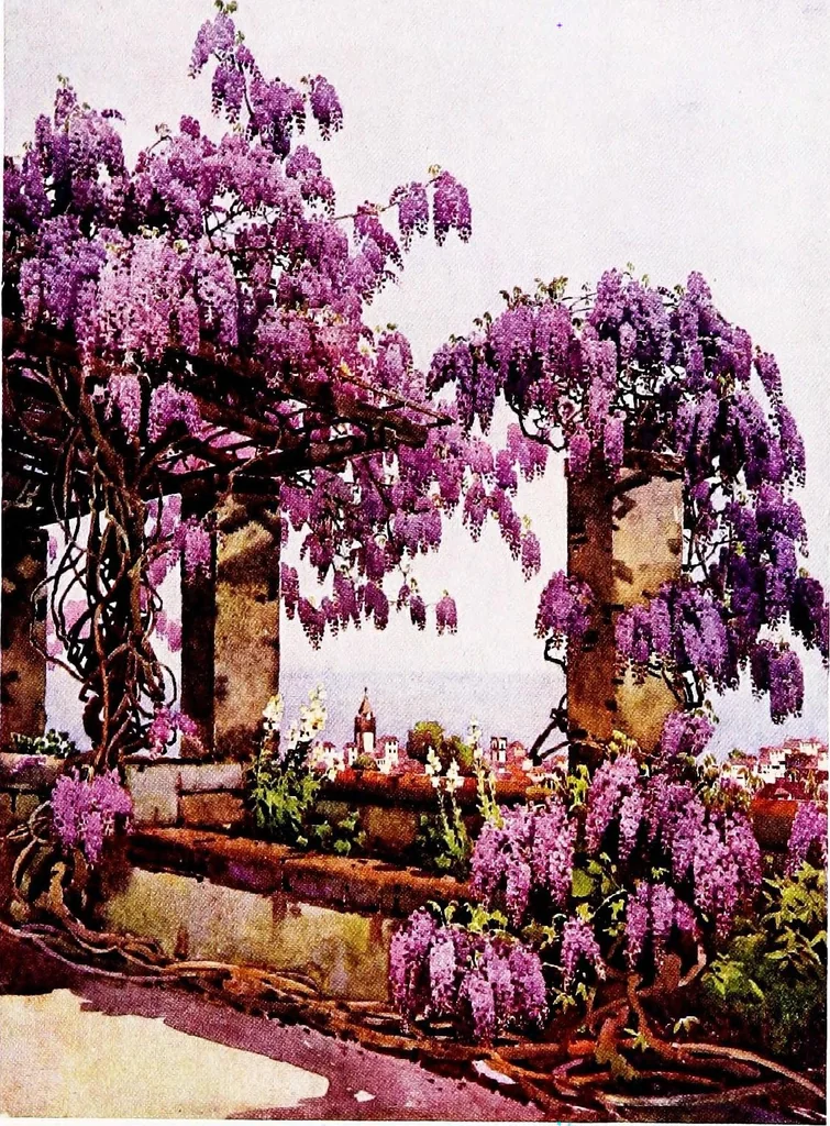 An illustration from The flowers and gardens of Madeira, 1909, leaf 97