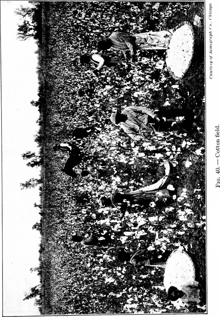 An illustration from Shelter and clothing; a textbook of the household arts, 1913, leaf 120