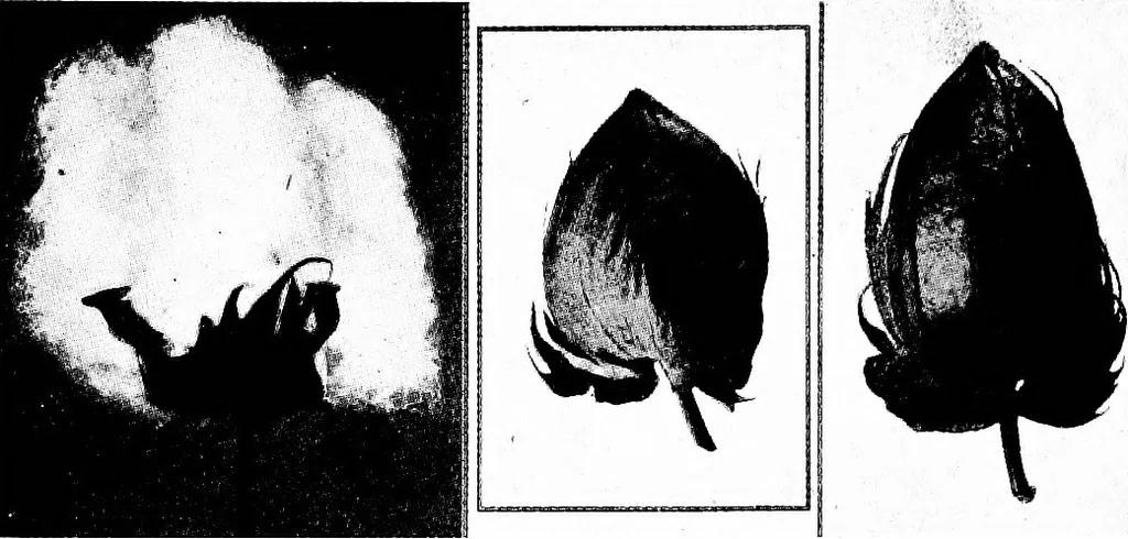 An illustration from Shelter and clothing; a textbook of the household arts, 1913, leaf 121