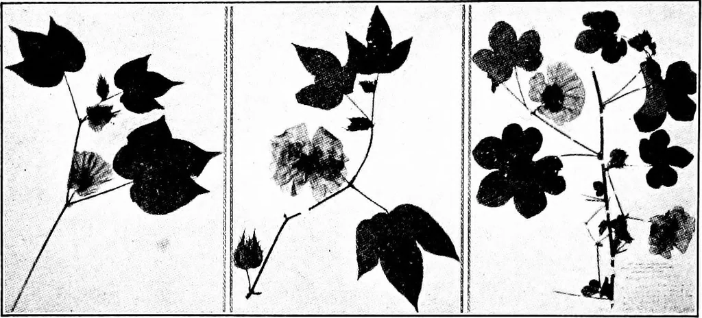 An illustration from Shelter and clothing; a textbook of the household arts, 1913, leaf 125
