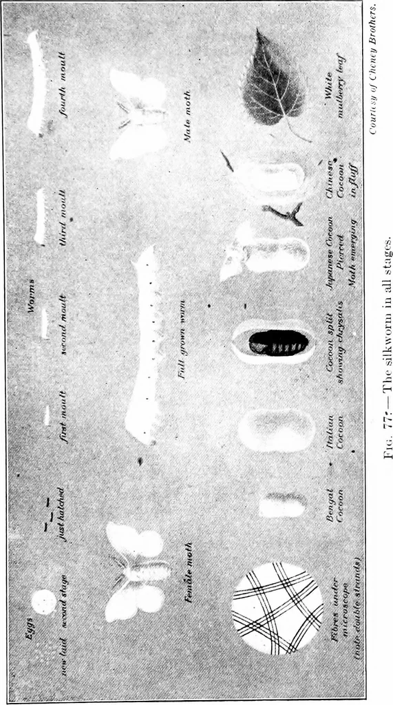 An illustration from Shelter and clothing; a textbook of the household arts, 1913, leaf 194