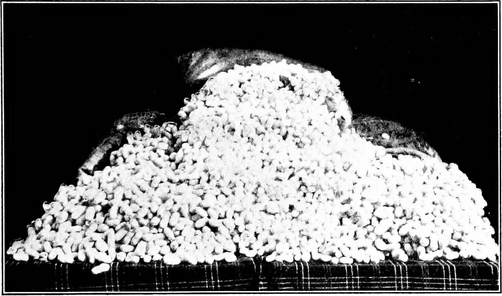 An illustration from Shelter and clothing; a textbook of the household arts, 1913, leaf 196