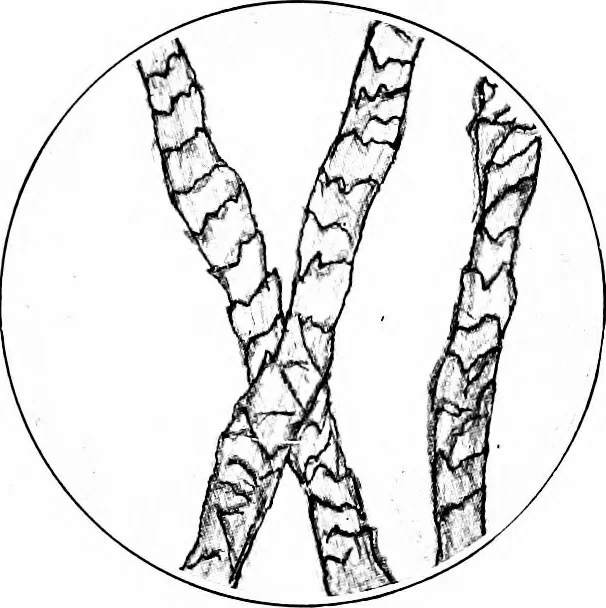 An illustration from Shelter and clothing; a textbook of the household arts, 1913, leaf 210