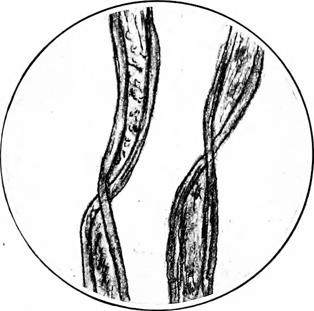 An illustration from Shelter and clothing; a textbook of the household arts, 1913, leaf 210