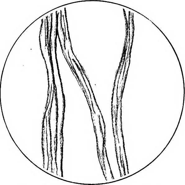 An illustration from Shelter and clothing; a textbook of the household arts, 1913, leaf 211