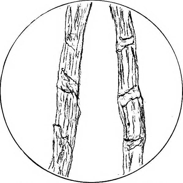 An illustration from Shelter and clothing; a textbook of the household arts, 1913, leaf 211