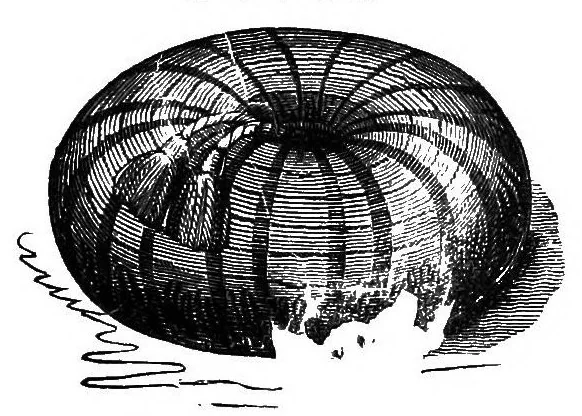 An illustration from The handbook of needlework, 1851, leaf 221