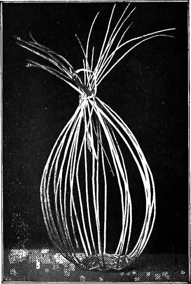 An illustration from Practical and artistic basketry, 1904, leaf 59