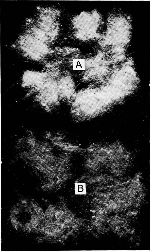 An illustration from Wool substitutes, 1922, leaf 102