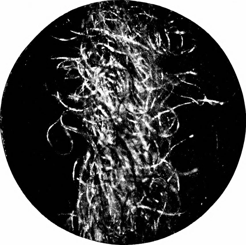 An illustration from Wool substitutes, 1922, leaf 183
